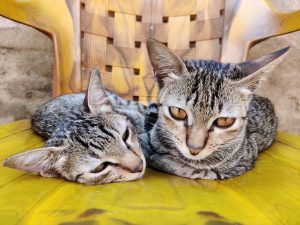 Two brown striped cats sleeping together on a wooden chair
