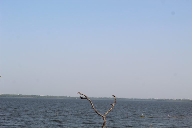 A dry tree and white birds inside the lake.