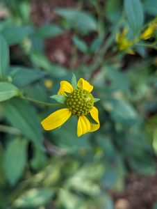 A small yellow flower bud that looks like a UFO or something 