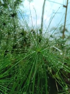 A closeup view of grass and rain drops in it. 