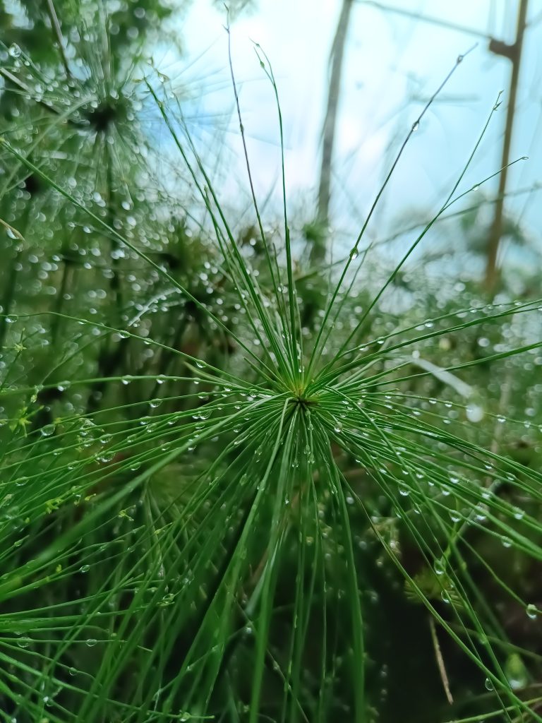 A closeup view of grass and rain drops in it.