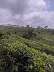 Tea garden and the cloudy sky and ready for rain in Idukki.
