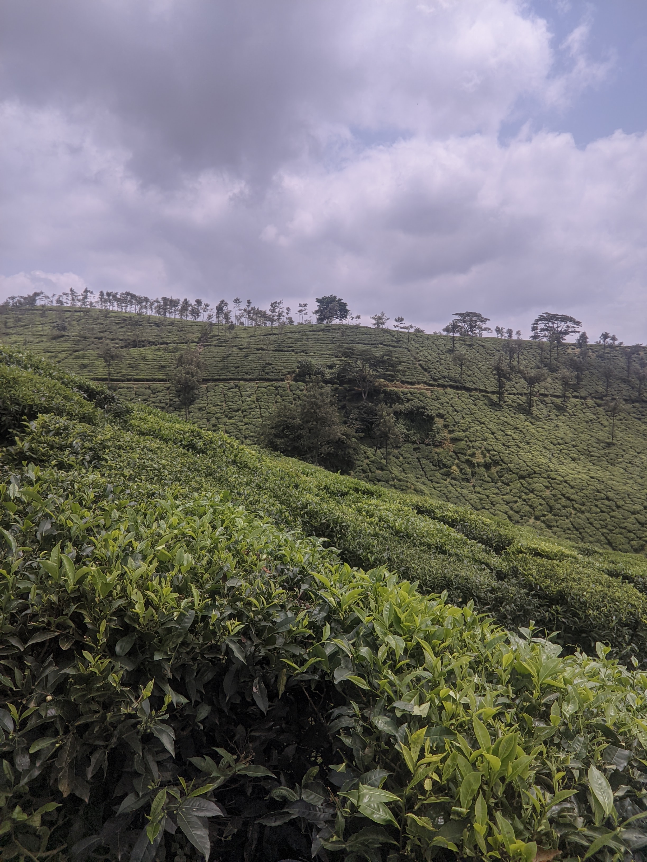 Tea garden and the cloudy sky and ready for rain in Idukki.