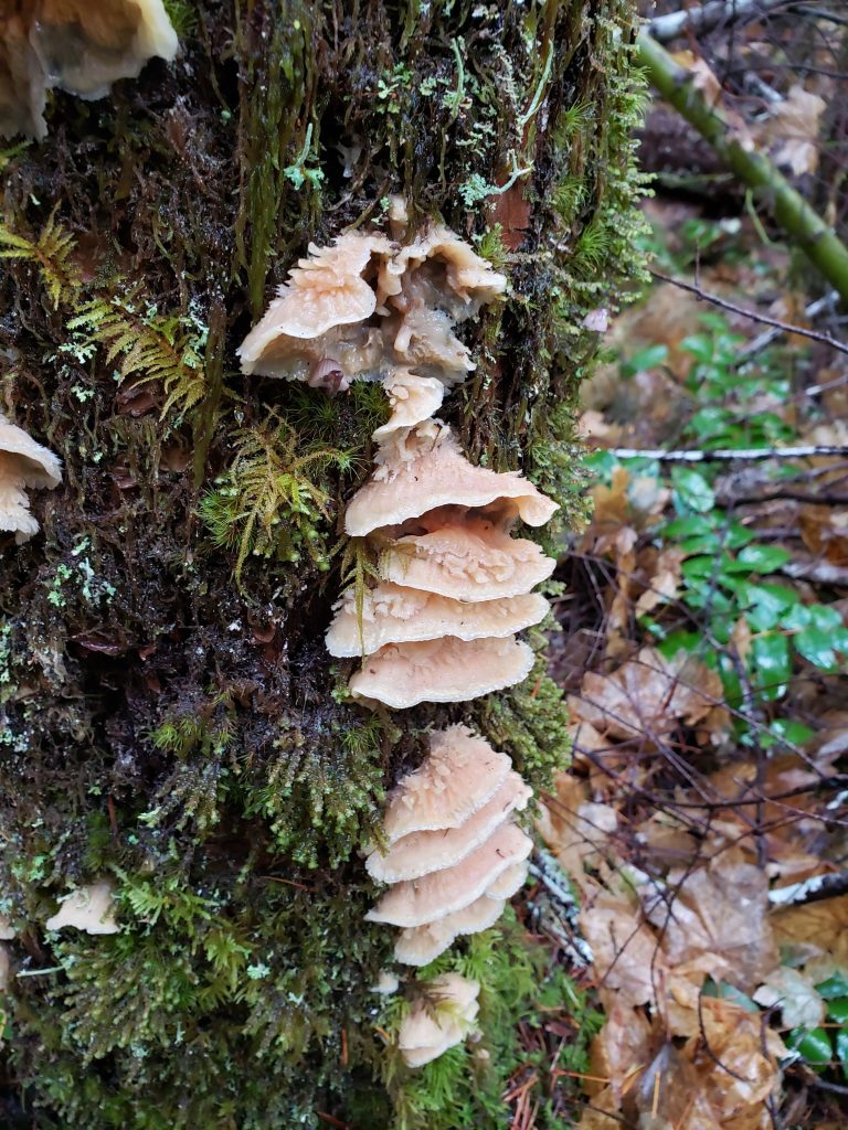 Mushrooms growing in the tree. Mostly this type of mushroom is poisonous. We found it mostly in wet land or forest during summer.