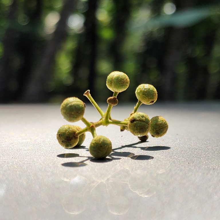 Fallen seeds of a tree (Macaranga tanarius) in the sunlight.