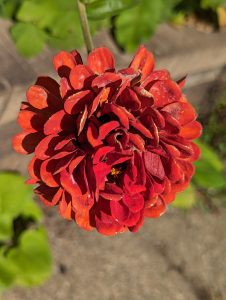 A wilting red zinnia flower.