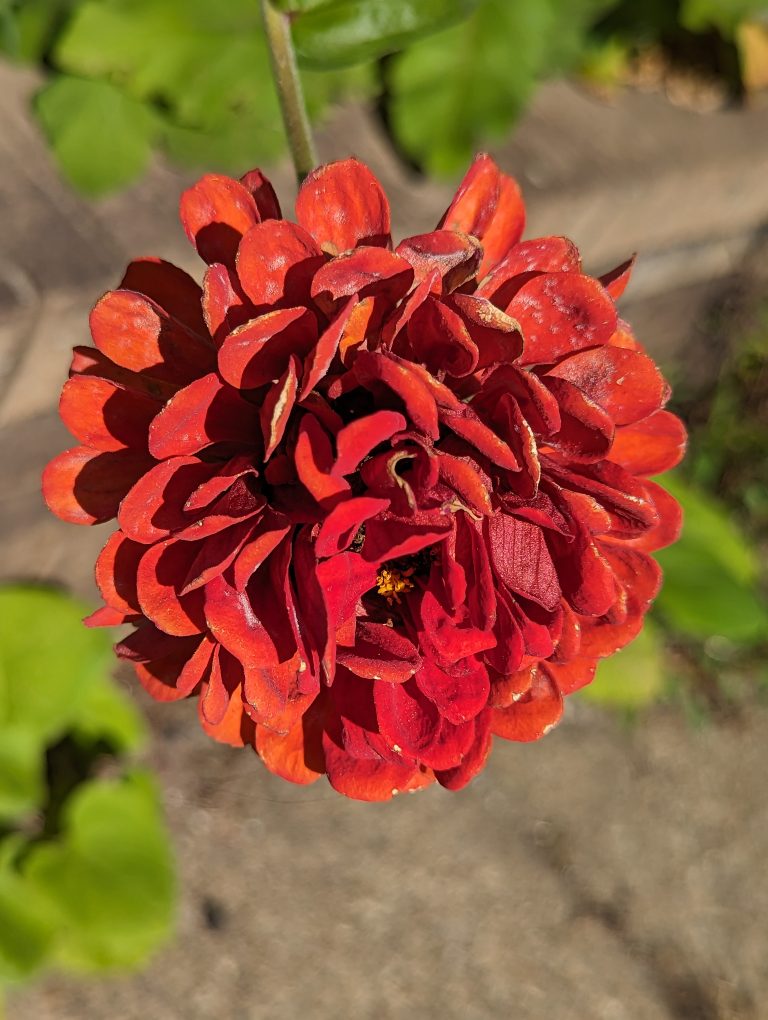 A wilting red zinnia flower.