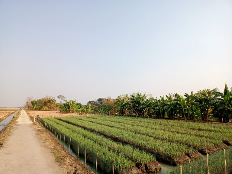 Red onion plants in rice fields in Indonesia, photo taken in Mangunrejo rice fields, Kebonagung Kebonagung sub-district, Demak, Central Java province, Indonesia
A dirt pathway runs between the fields and far right field is edged with palm trees. The onion sets are edged with a low staked mesh fence.