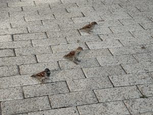 Three birds on a gray brick-paved surface. Two birds are stationary while one is in motion. The bricks are arranged in a regular pattern.