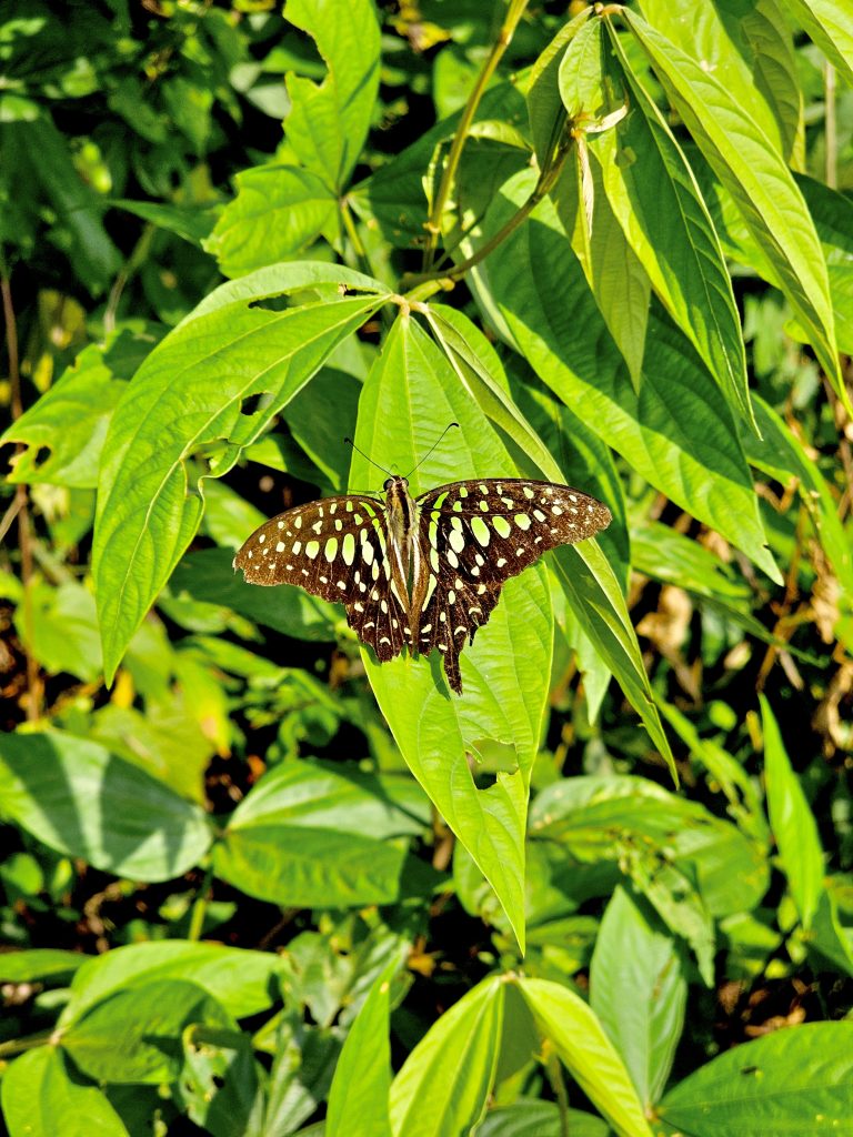 The Graphium agamemnon butterfly. It is commonly known as the tailed jay, green-spotted triangle, tailed green jay, or green triangle. From Oorkkadavu, Kozhikode, Kerala.