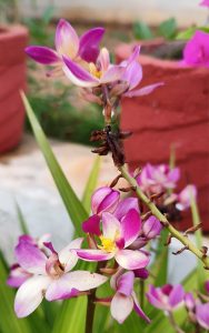 Pink and yellow orchids