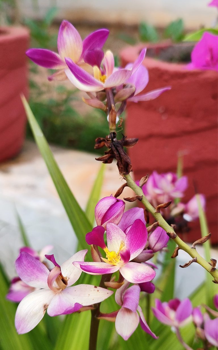 Pink and yellow orchids