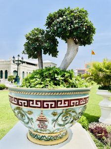 Ficus Green Island(a Microcarpa variant) bonsai. From Grand palace complex, Bangkok, Thailand.