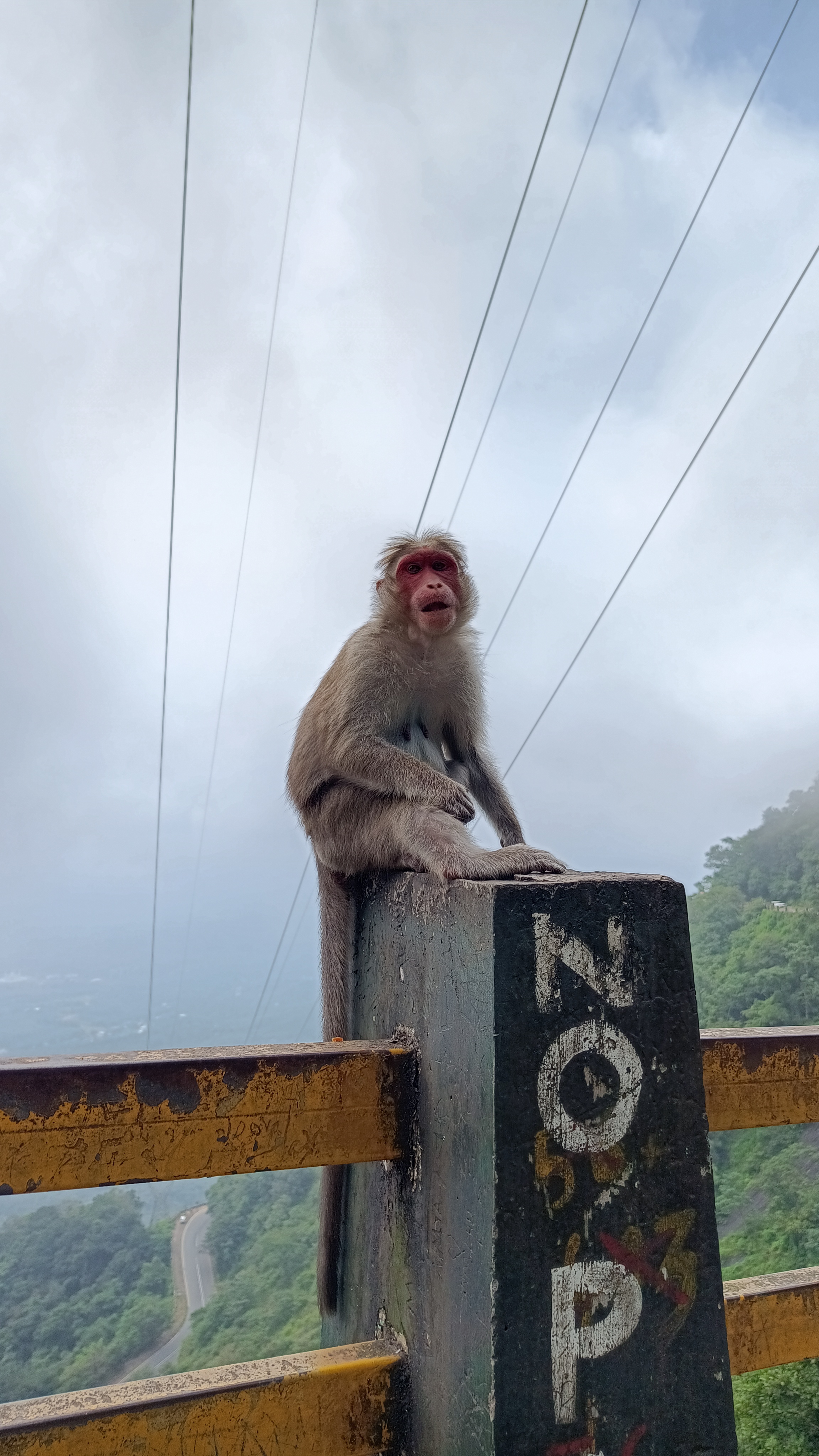 Monkey sitting on a Rail and looking into the camera with a cloudy background behind. #nature,#cloud,#monkey