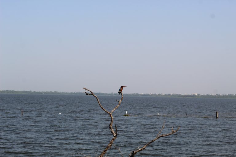 A bird sitting on the branch of dried tree in between the lake.