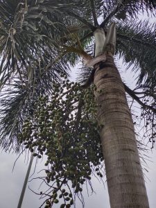 Tree with fruit