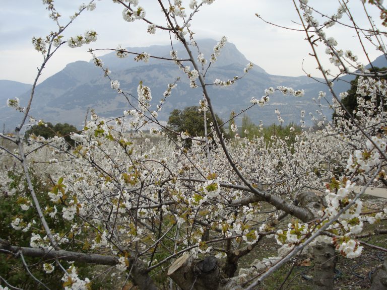 Fotos de flores blancas en Jaén
Photos of white flowers in Jaén