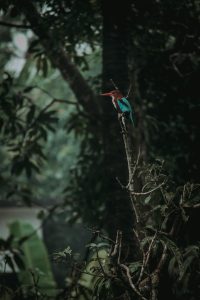 A bird sitting on the top of a branch in a Dense Forest.