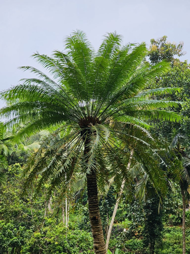 A Cycas circinalis tree. It is commonly known as the queen sago. From Perumanna, Kozhikode, Kerala.