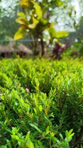 Plant with small green leaves.