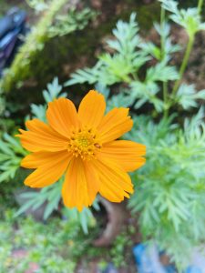 Orange flower