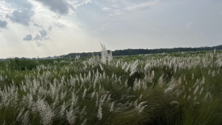 Chitwan Forest in Nepal covered in elephant grass. #WCBhopal