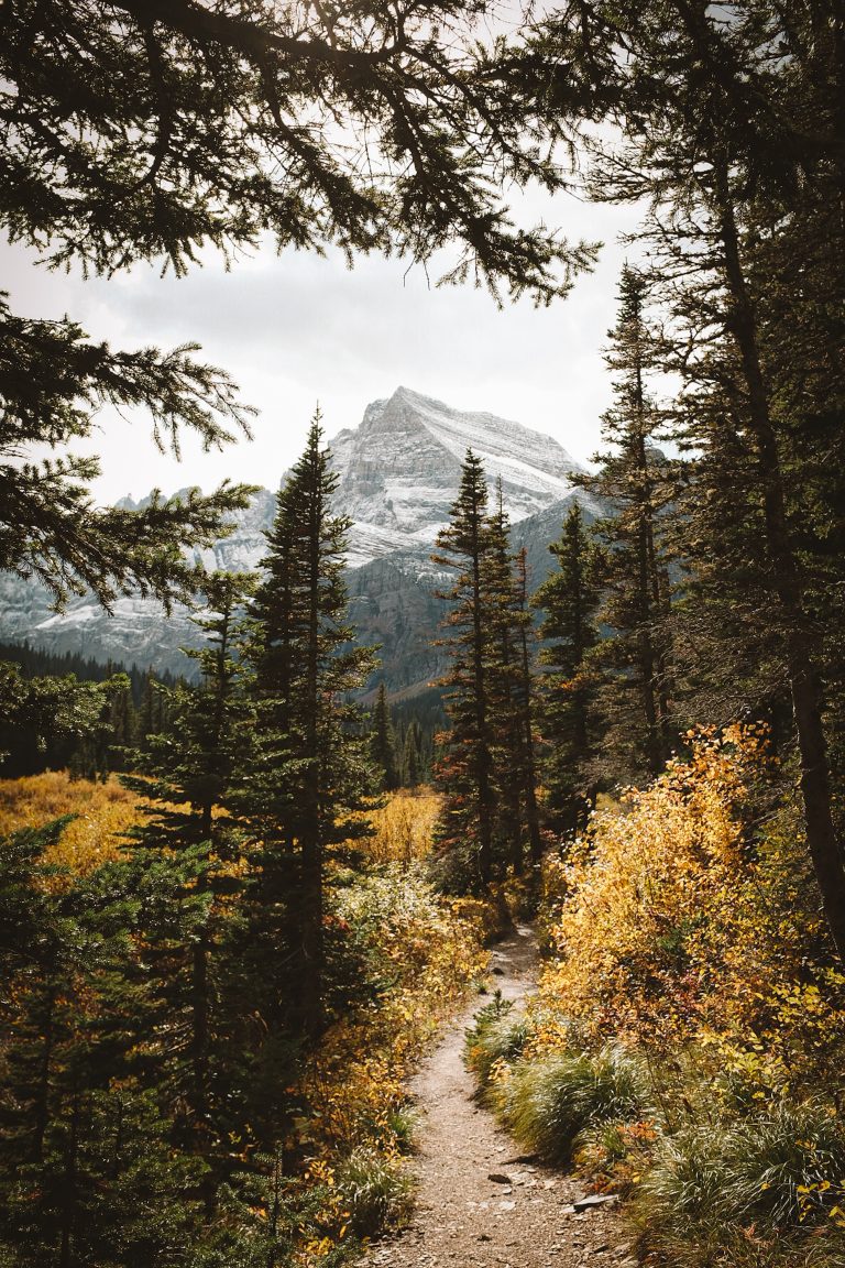 Fall forest trees opening up to a view of a snowy mountain in the background and a hiking trail in the foreground.