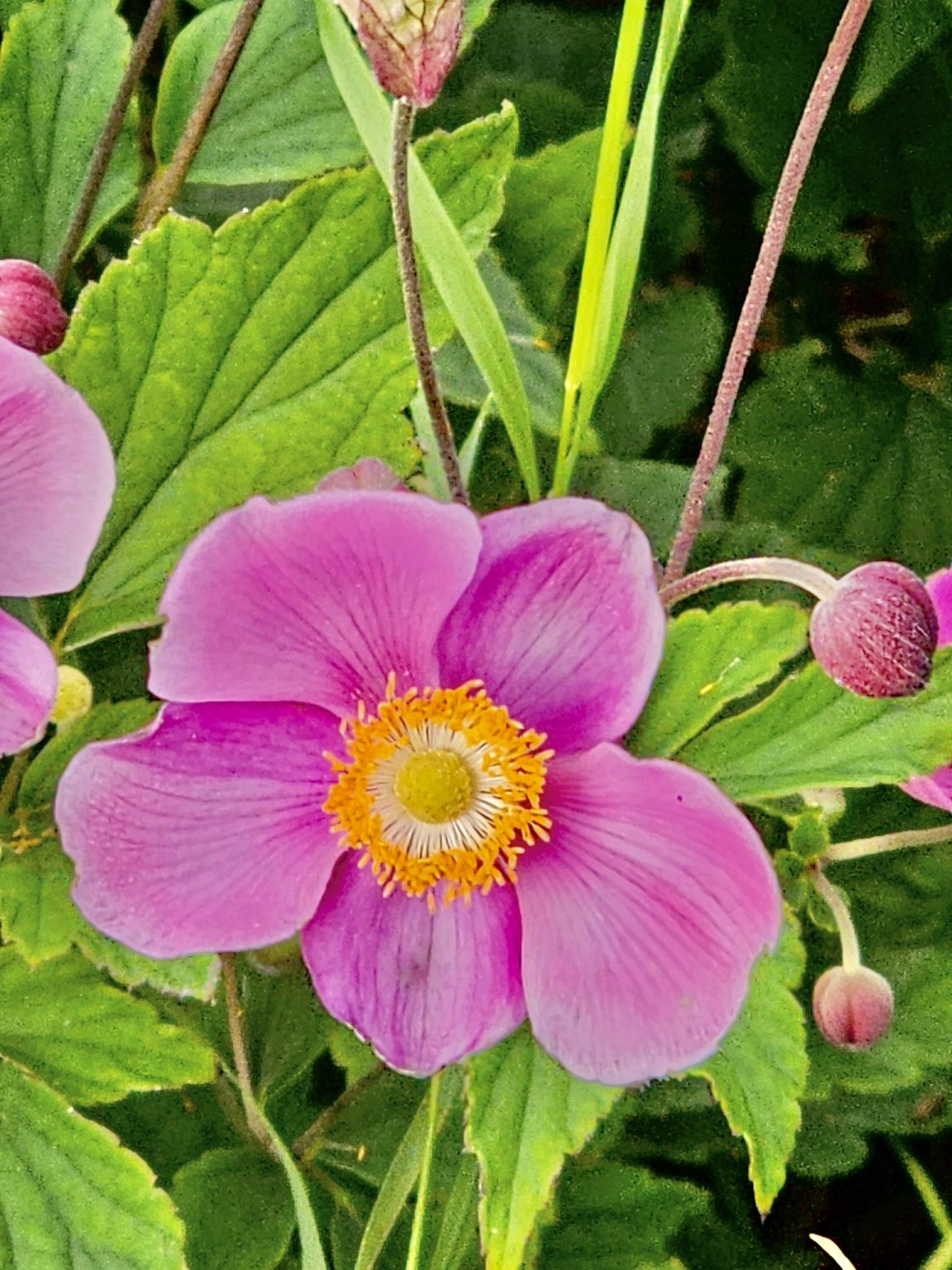 Close view of Japanese anemone flower. From Niagara Falls State Park, New York, United States