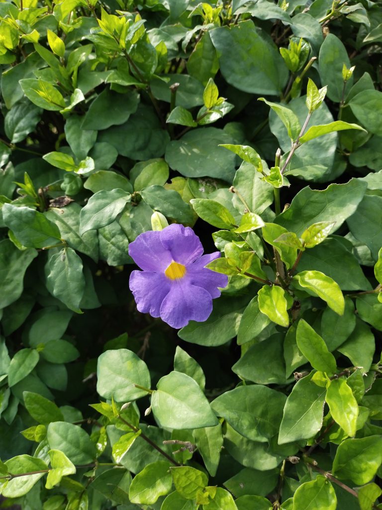 Thunbergia erecta is a garden ornamental that has repeatedly escaped cultivation and is naturalized across many tropical regions. It is capable of growing in a wide range of climates, habitats and soil types. It is also able to spread by seeds and vegetatively by stem fragments.