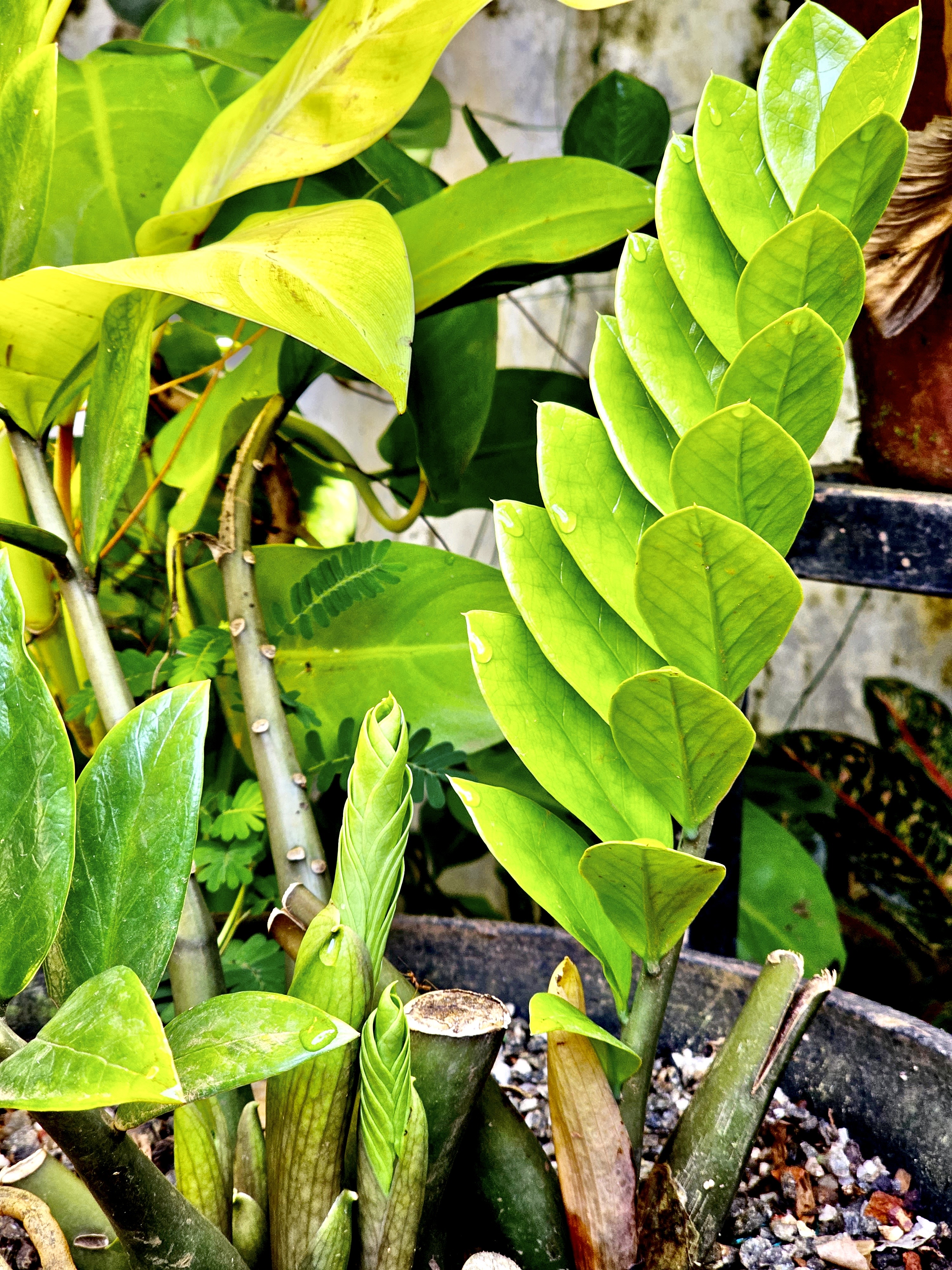 New leafs of our Zamioculcas plant. It’s commonly known as Zanzibar gem, ZZ plant, Zuzu plant, aroid palm, eternity plant and emerald palm. From Perumanna, Kozhikode, Kerala.