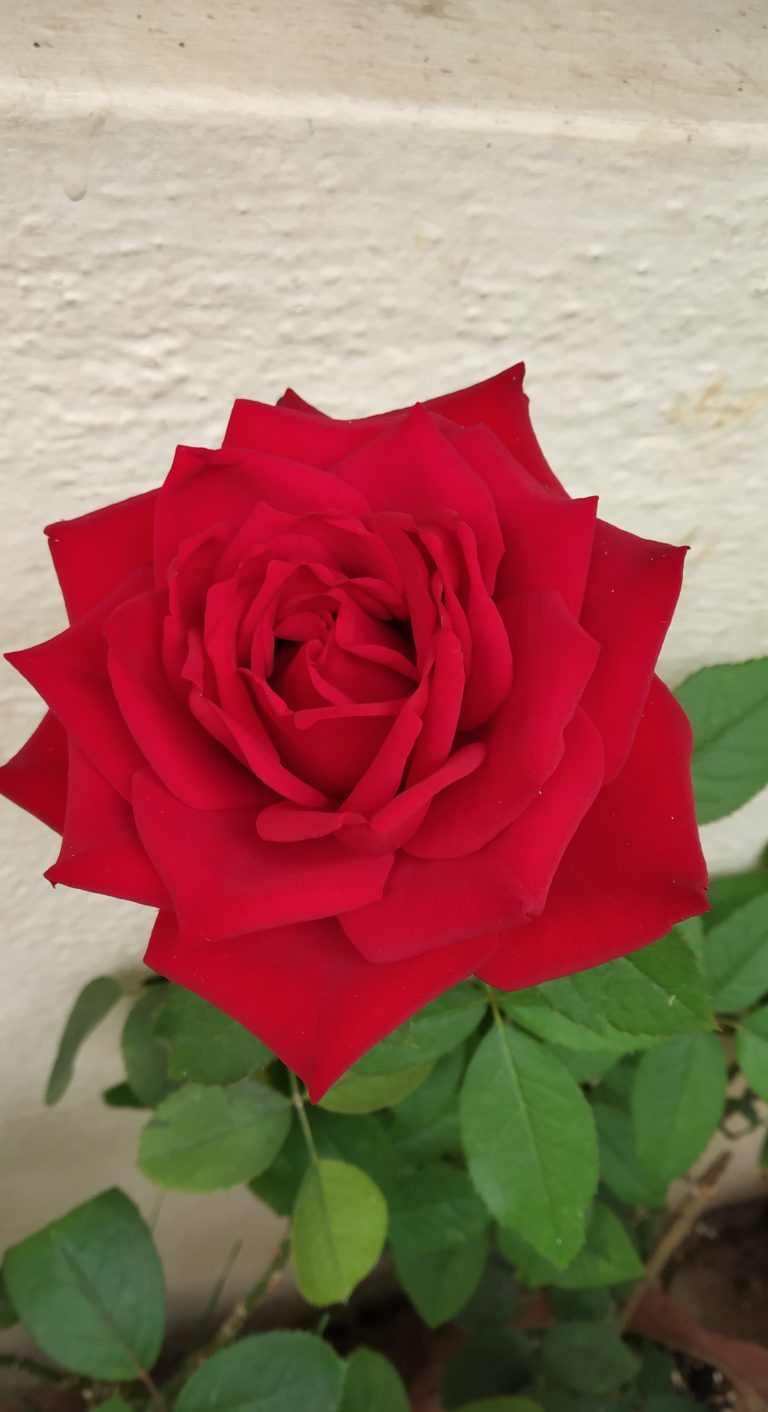 Red Rose the symbol of eternal love and passion. From home garden Bangalore. #WPhotoFestival