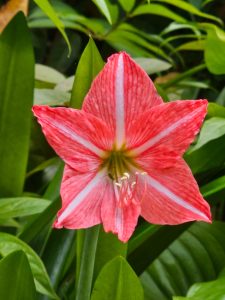 Striped Barbados lily Flower. From our garden. Perumanna, Kozhikode, Kerala.