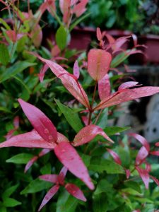 Water droplets on a green and red coloured leaves of a plant