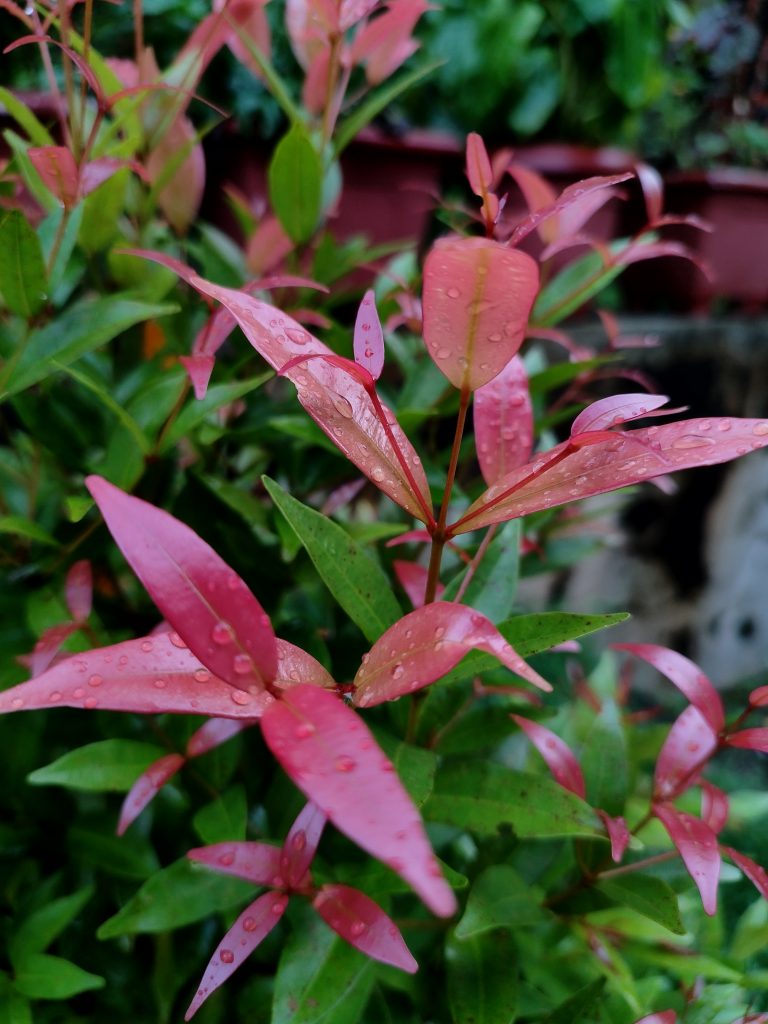 Water droplets on a green and red coloured leaves of a plant