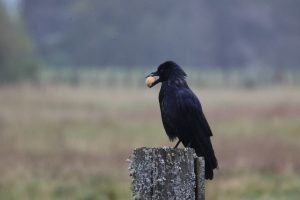 Crow with food in it's beak, sitting on an old large lichen covered wooden fence post.