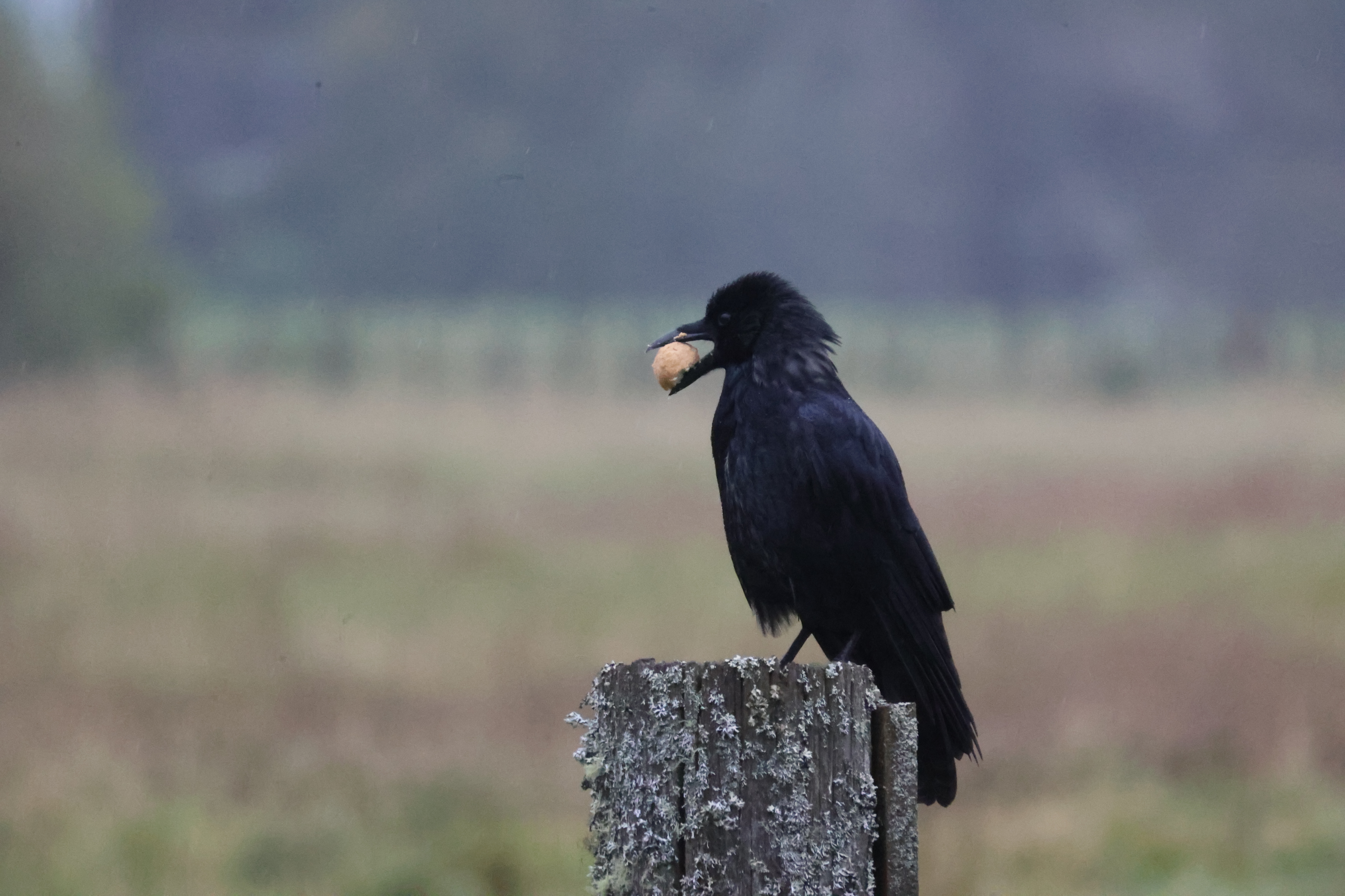 Crow with food in it's beak, sitting on an old large lichen covered wooden fence post.