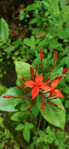 Thechi flower (a bright red flower against bright green leaves)