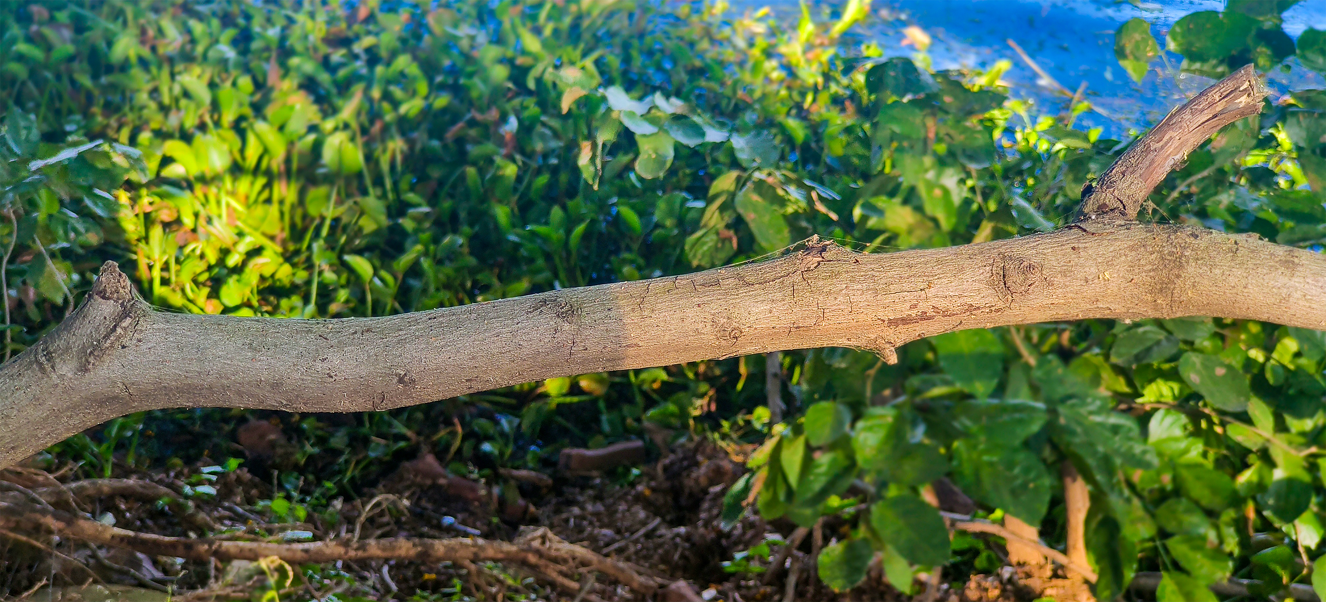 A piece of dry wooden bark with a curved edge and a hole in the center, showing the contrast between the dark light and brighter light i.e sunlight