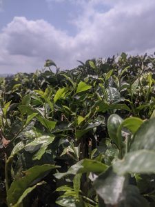 A closeup view of Tea Plant in Idukki.