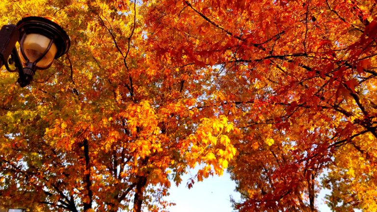 View of trees in the fall with Vibrant fall leaves and a street lamp