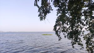 A view of green leaves, light blue sky and blue water captured at Van Vihar Bhopal MP Bharat.
