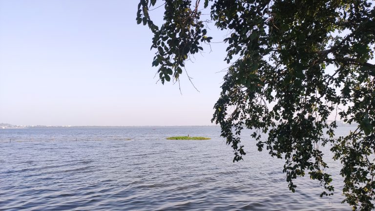 A view of green leaves, light blue sky and blue water captured at Van Vihar Bhopal MP Bharat.