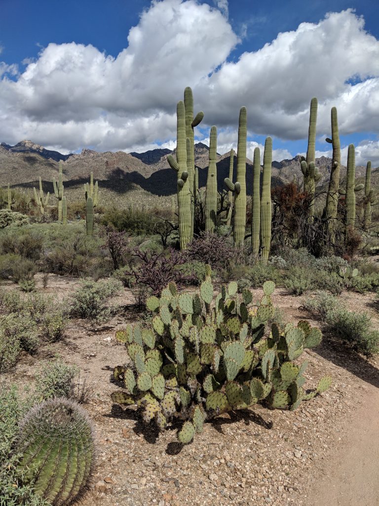 Big old sajuaro cacti along a path through the dessert in front of hills