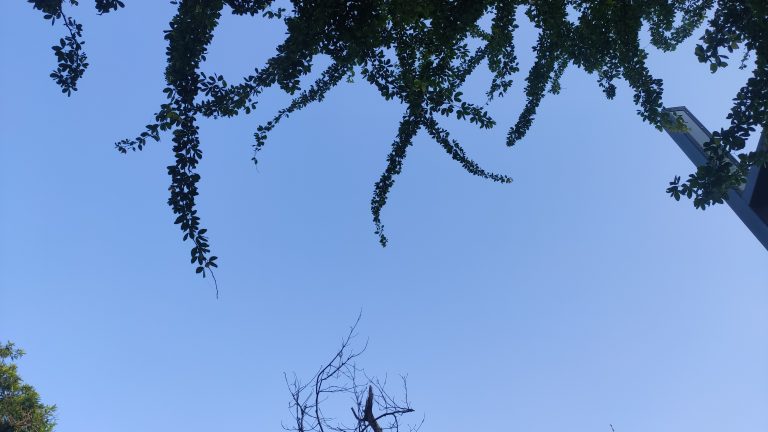 sky, branches with leaves, a tree without leaves – shot at Van vihar Bhopal MP Bharat #wcbhopal