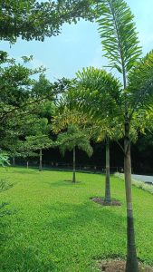 Green Field with lots of Foxtail palms.