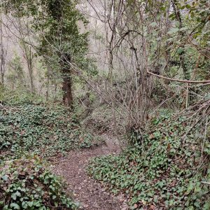 A wooded area with dense undergrowth. A path, covered with fallen leaves, runs through the center. Surrounding the path are shrubs and trees with thin branches. The ground is blanketed by leafy plants.