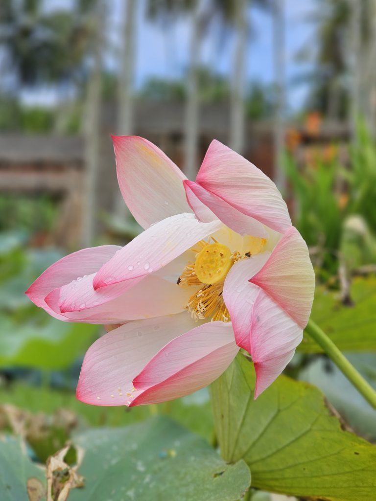 Lotus flower with blur background.