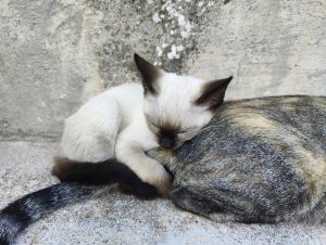 A white kitten resting its head on a larger gray-striped cat. Both cats are on a concrete surface with a weathered wall in the background. The kitten's black tail is visible.