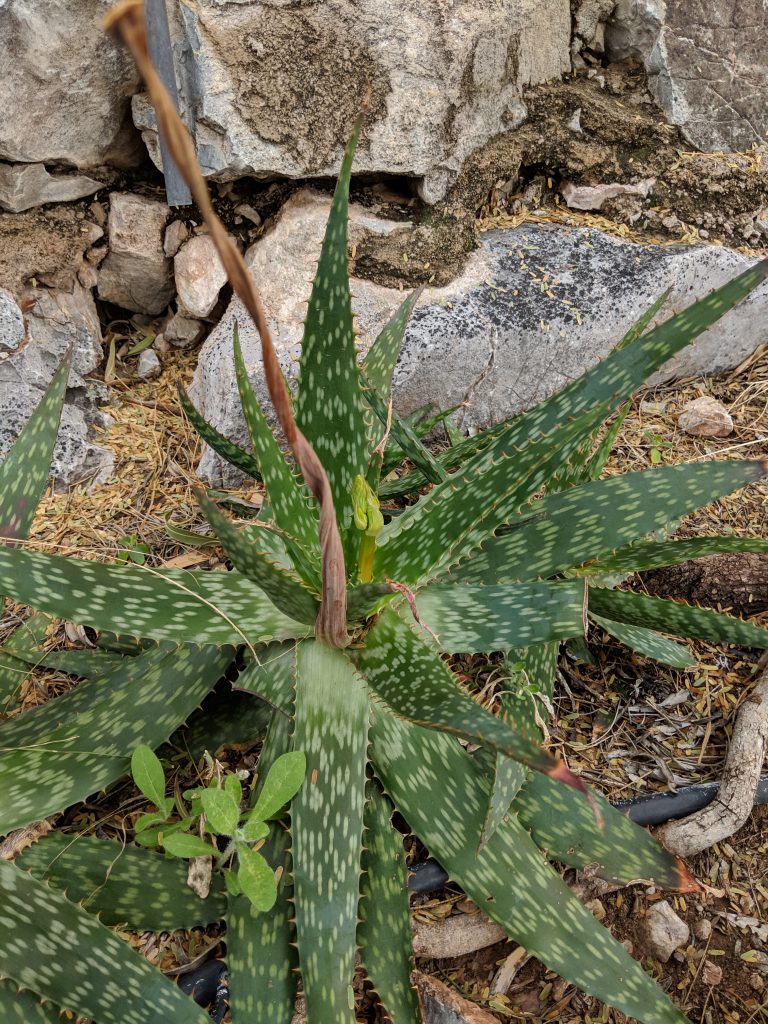 Close up of a big cactus plant.