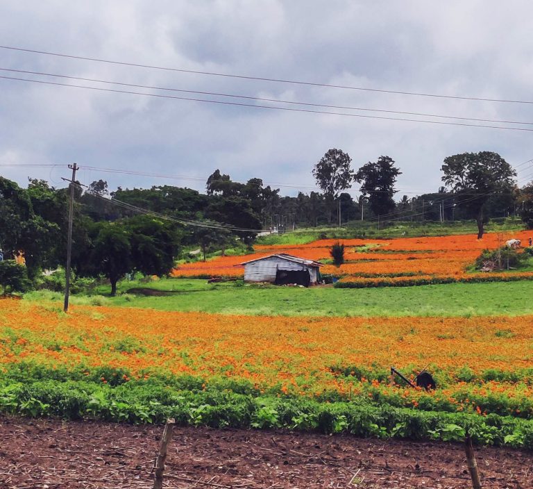 Marigold fields stretching away from a road.